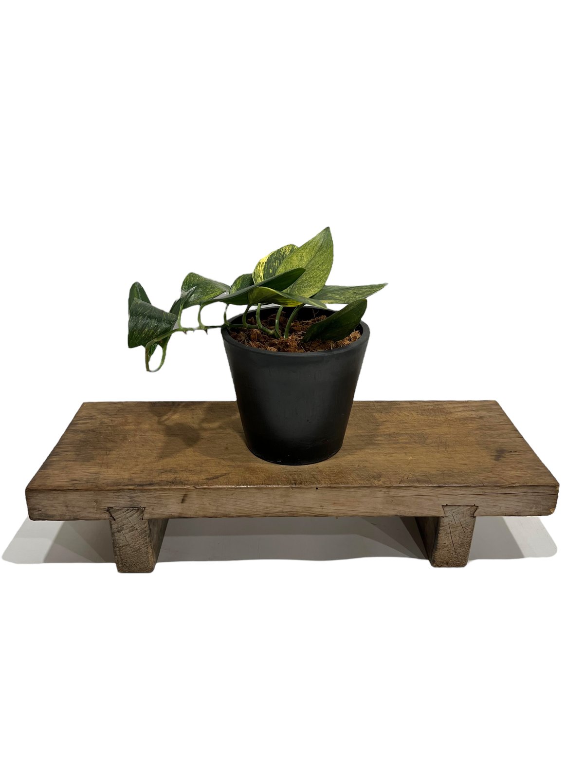 スキンダプサス　オーレア　ネビュラ　激レア❗️ スキンダプサス オーレア ネビュラ 激レア❗️ - メルカリ