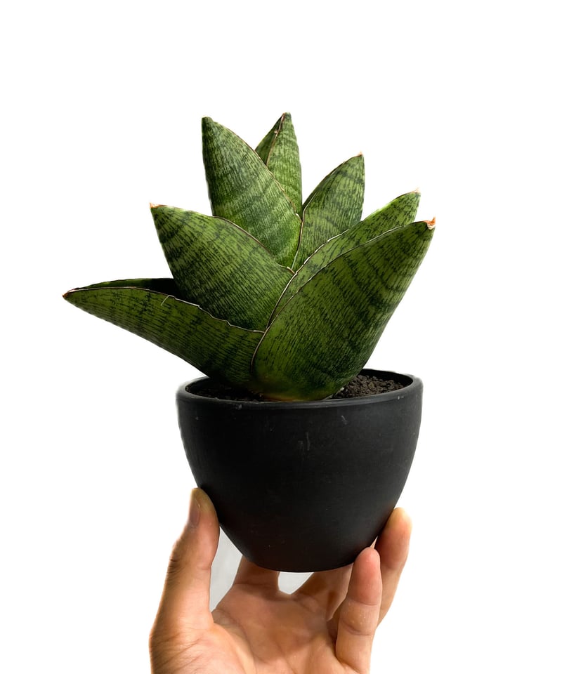 サンセベリア アンドロメダ「Sansevieria Andromeda」9/2-31C-1 | サンセベリア アンドロメダ「Sansevieria Andromeda」9/2-31C-1 |
