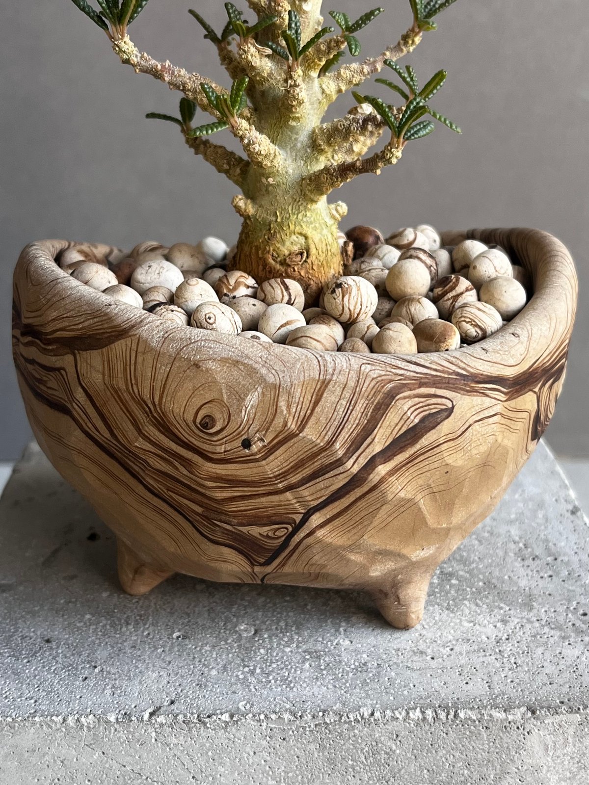 ドルステニア ギガス ブラータ+ plantsmonsters pot 「Dorstenia