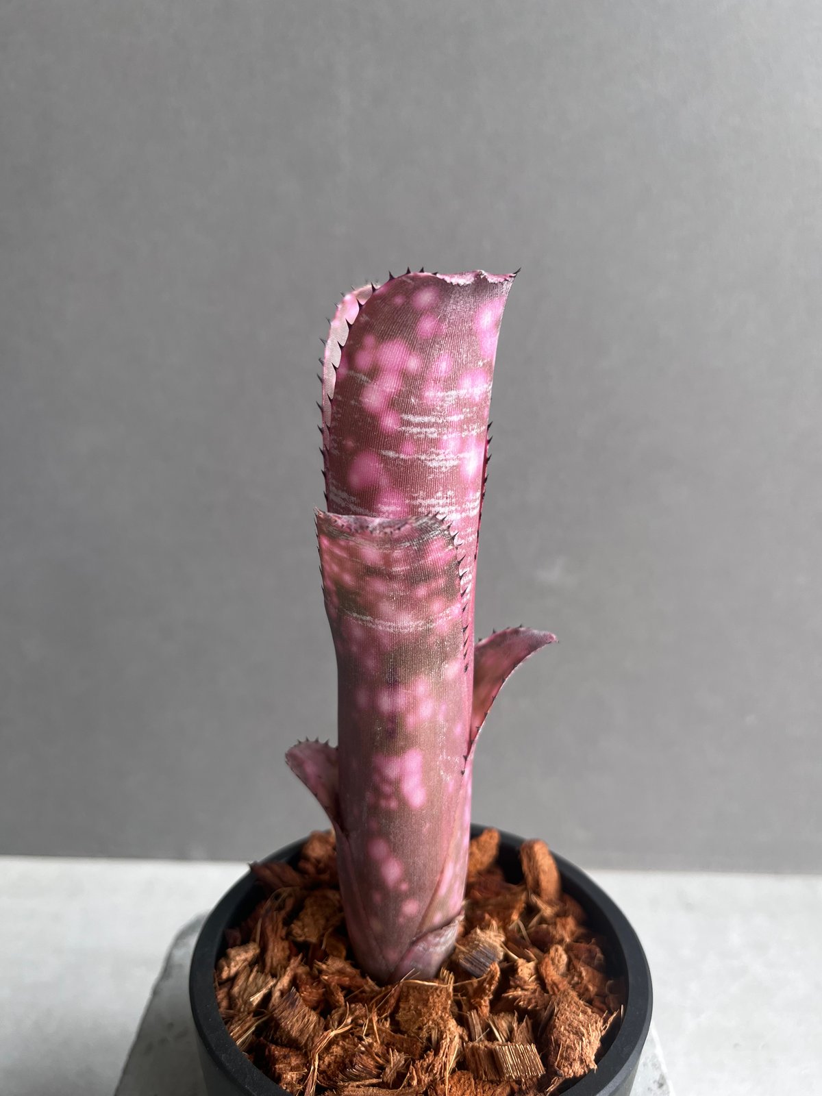 ビルベルギア インセンディアリー デライト 「Billbergia Incendiary De