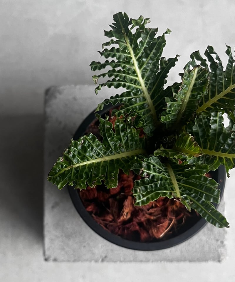 ブレクナム ギッバム ドワーフ 「Blechnum gibbum Dwarf 」91C