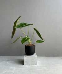 ビカクシダ ウィリンキー ヤミー「 Platycerium willinckii