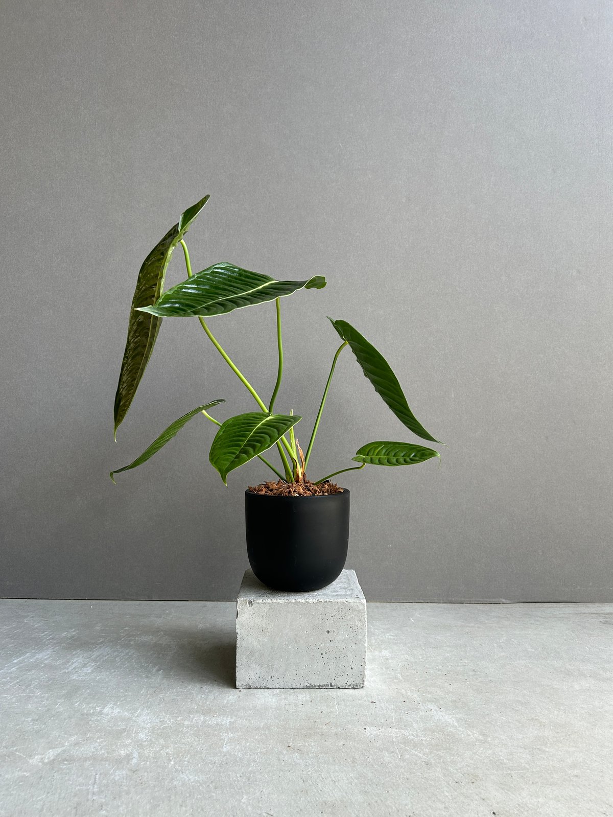 アンスリウム ベイチー 「Anthurium veitchii」29I | SHOUCHIKUEN アンスリウム ベイチー 「Anthurium veitchii」29I | SHOUCHIKUEN