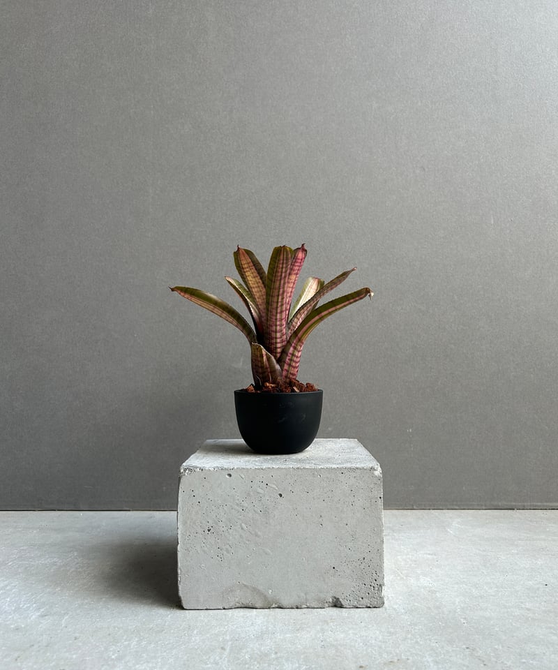 ネオレゲリア スコタックズ コード レッド 「Neoregelia Skotak's Code