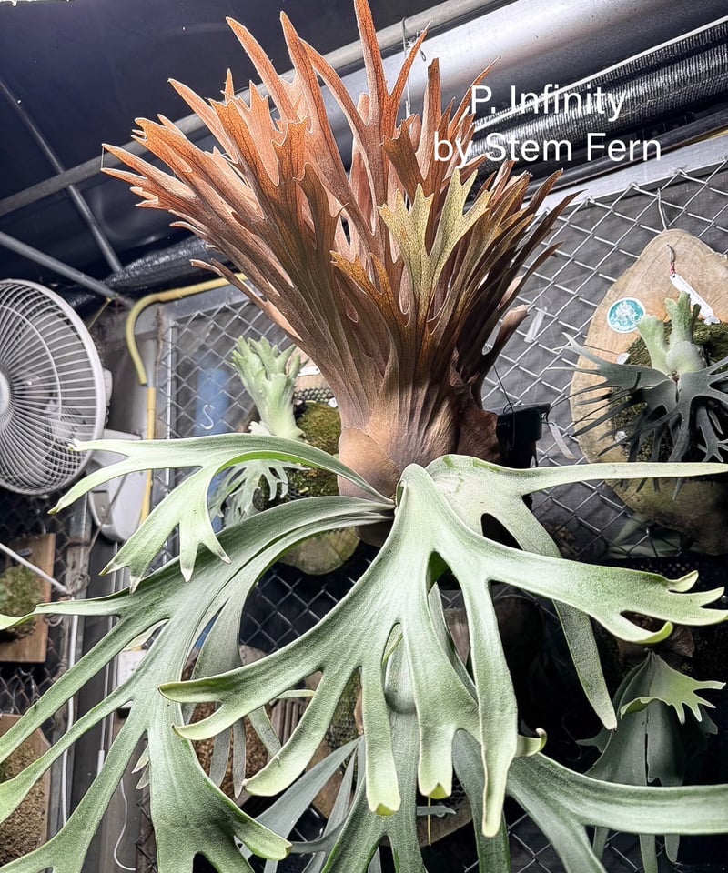 ビカクシダ インフィニティ (子株) by Stem Fern 「Platycerium I