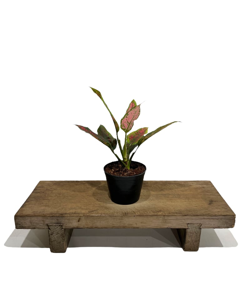 アグラオネマ カンクン 'ブラック' 「Aglaonema Kankun 'Black アグラオネマ カンクン 'ブラック' 「Aglaonema Kankun 'Black