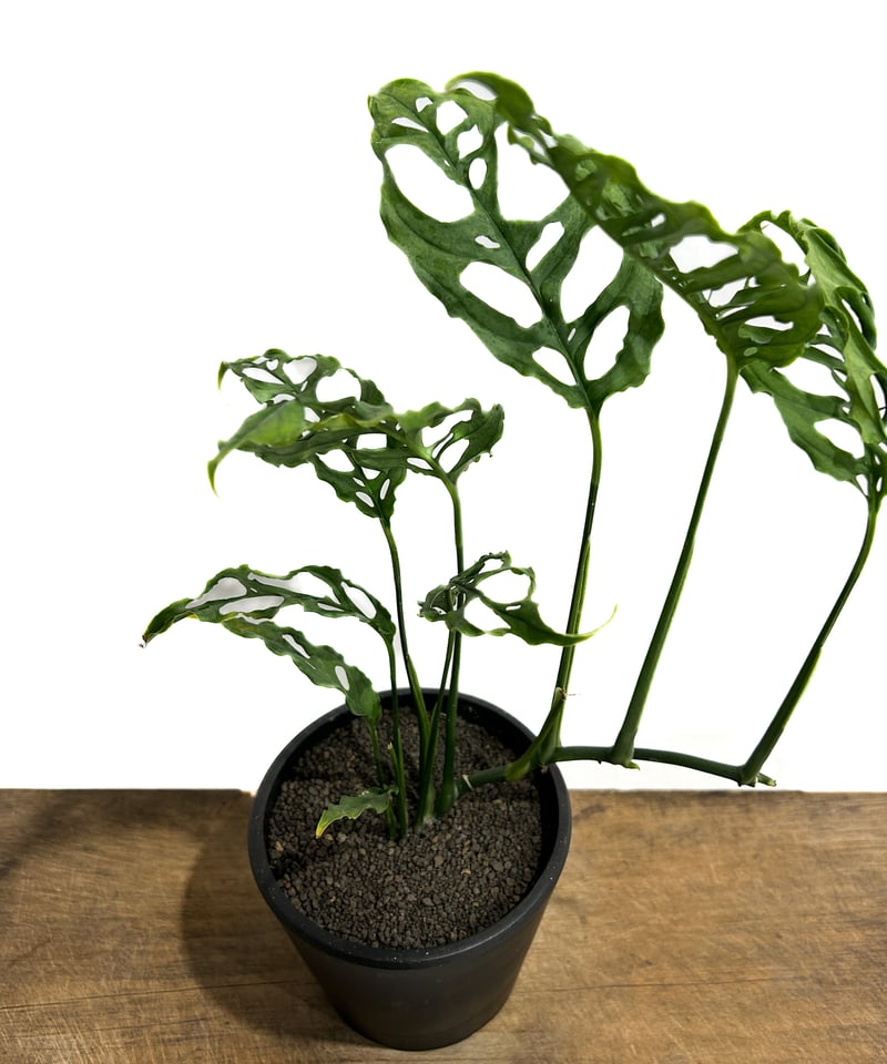 モンステラ オブリクア ペルー「Monstera obliqua Peru」27F-3 | S