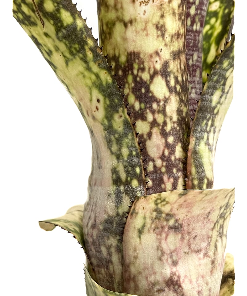 ビルベルギア コラン マジック「Billbergia Kolan Magic」76G-4