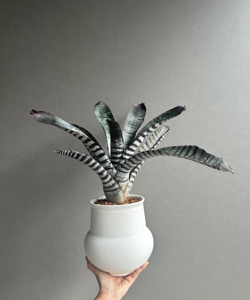 エクメア チャンティニー ブラック セレクト 「Aechmea chantinii Black