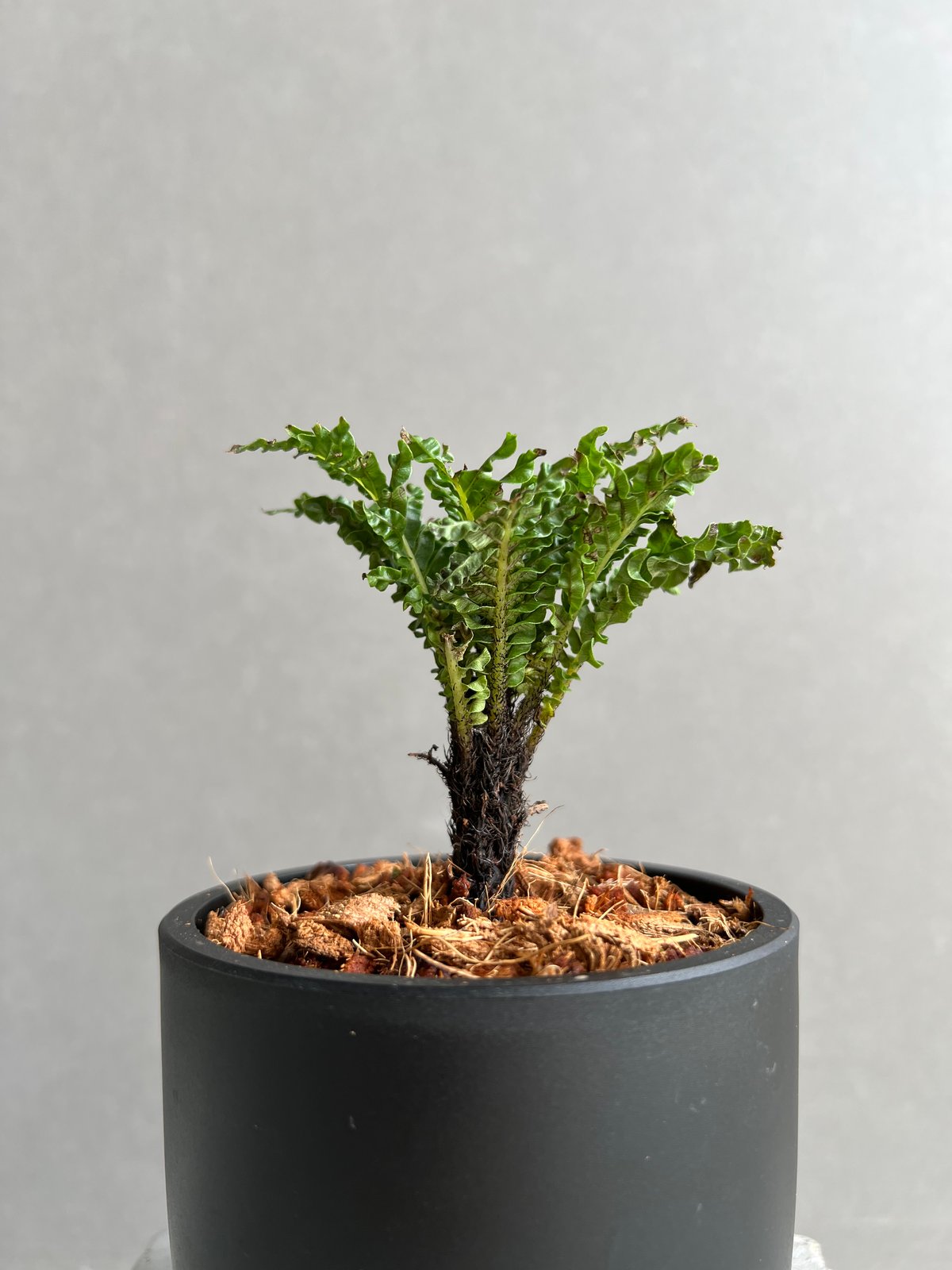 ブレクナム ギッバム ドワーフ 「Blechnum gibbum Dwarf 」28C | S