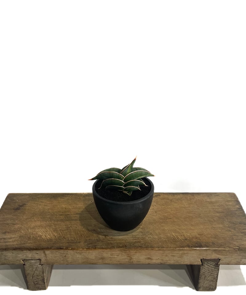サンセベリア ロリダ 斑入り「Sansevieria rorida Var.」32G-1 |