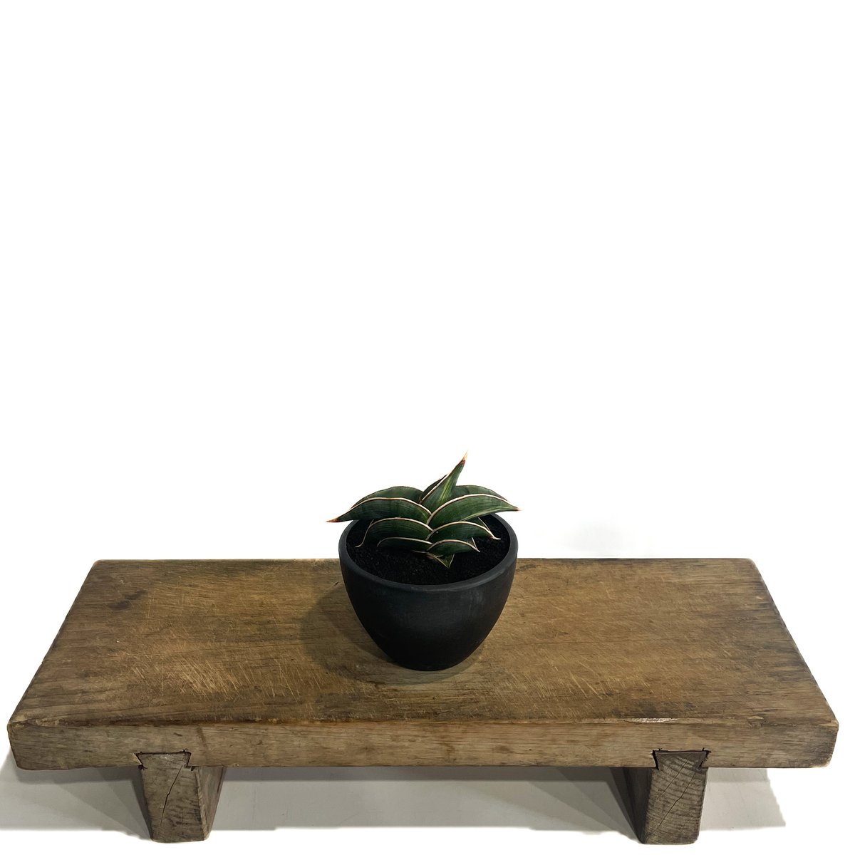 サンセベリア ロリダ 斑入り「Sansevieria rorida Var.」32G-1 |