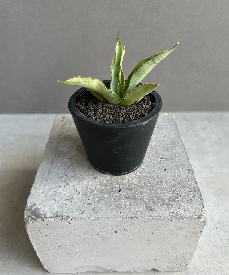 サンセベリア サイゴン 「Sansevieria Saigon (by Unyamanee