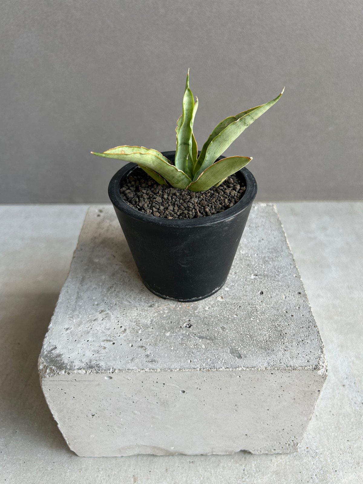 サンセベリア サイゴン 「Sansevieria Saigon (by Unyamanee