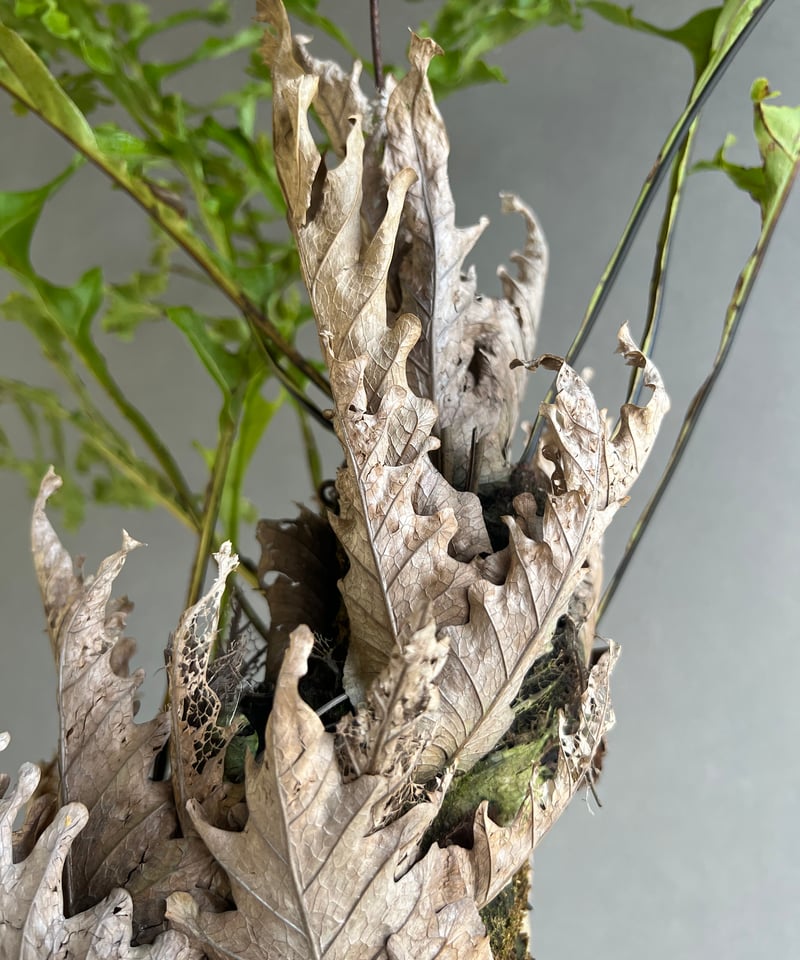 ドリナリア クエルシフォリア '変異種' 「Drynaria quercifolia 'Mut