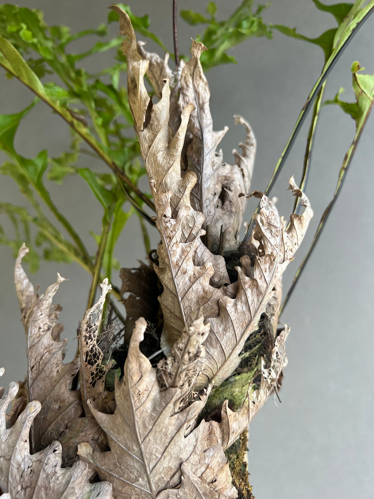 ドリナリア クエルシフォリア '変異種' 「Drynaria quercifolia 'Mut