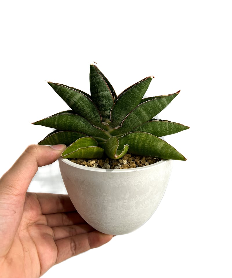 【珊瑚】・バシリオ・リベリーノ Haworthia klipensis n.n., MBB7586, Kliprivier, Uniondale 9月