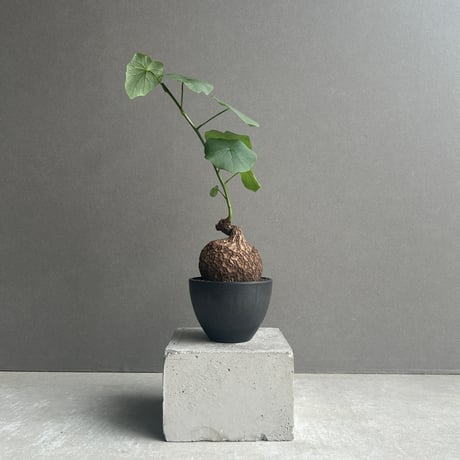 スベローサ | STORES