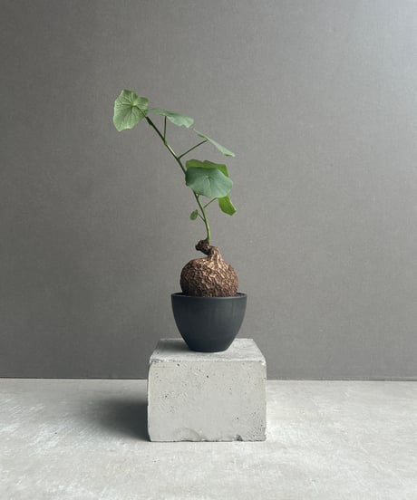 迷宮に咲く花 蒔菜　SP3枚 2025年最新】迷宮に咲く花 蒔菜の人気アイテム - メルカリ