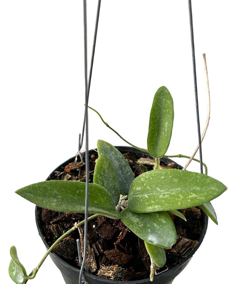 ホヤ トムソニー スプラッシュ「Hoya thomsonii splash」M4 | SHOU