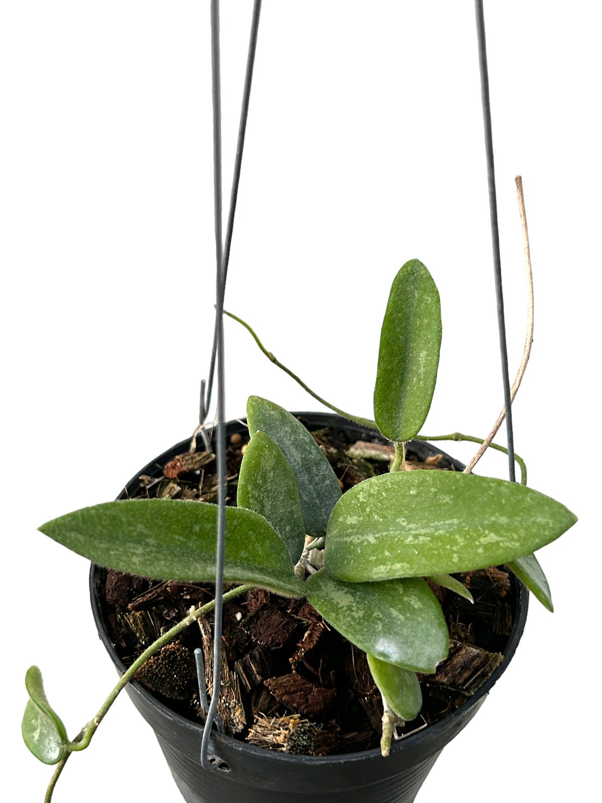 ホヤ トムソニー スプラッシュ「Hoya thomsonii splash」M4 | SHOU