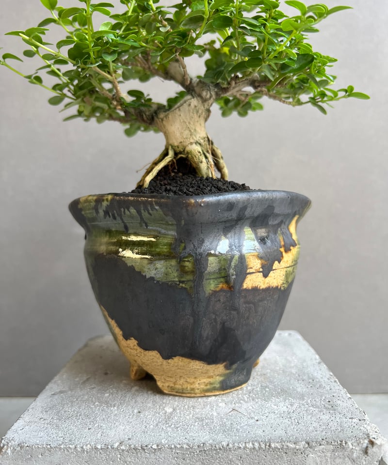 うち” 盆栽 + YON-HACHI (Masaki Tomabechi) 「“UCHI”