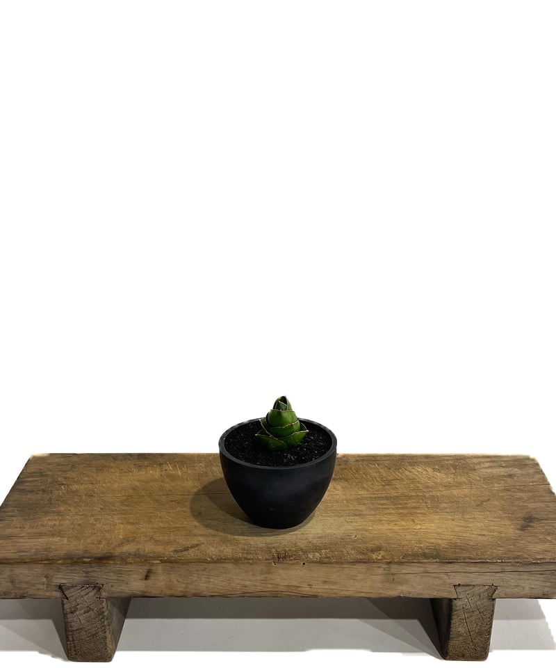 サンセベリア アンヤマニー ハイブリッド SP020 ドワーフ タイプ7-70