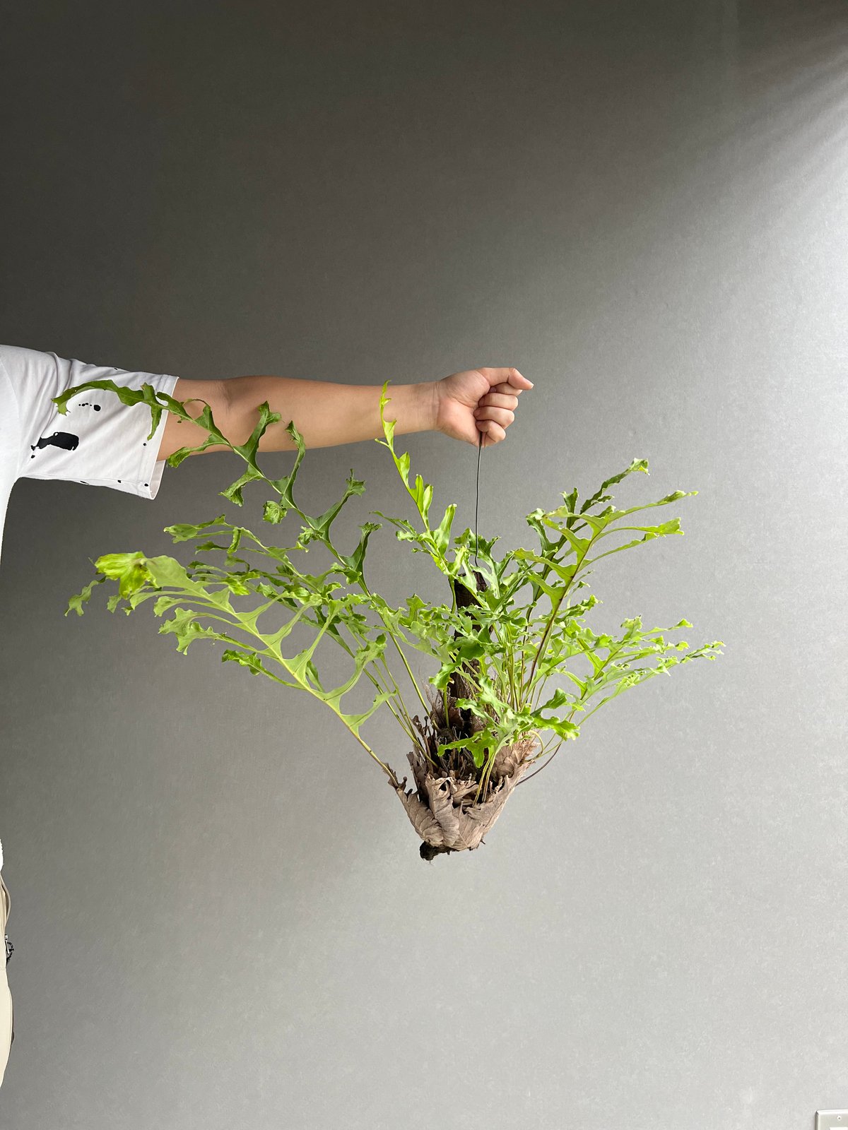 ドリナリア クエルシフォリア '変異種' 「Drynaria quercifolia