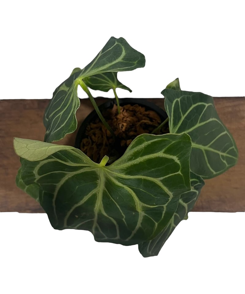 アンスリウム シルバーホープ Anthurium Silver hope fit=scale-down,w=1200