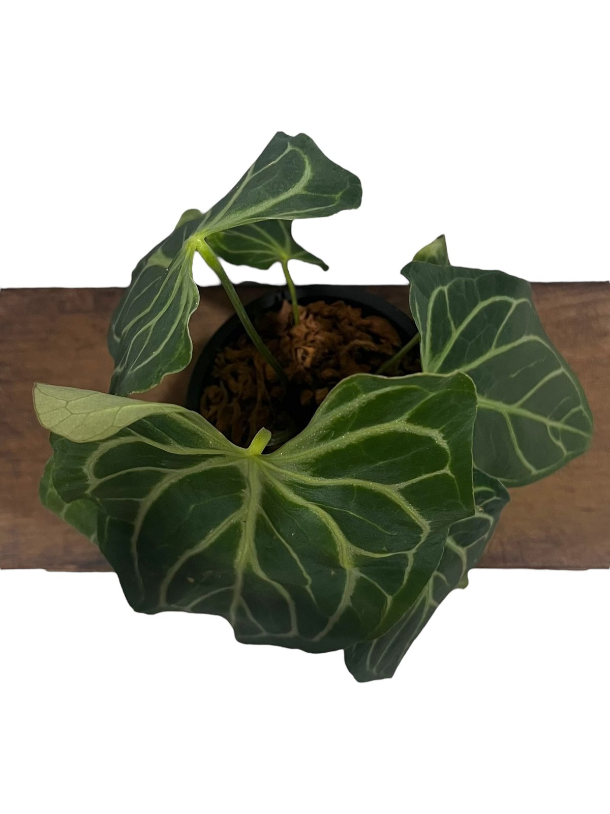 アンスリウム クリスタリナム x シルバー ホープ 「Anthurium