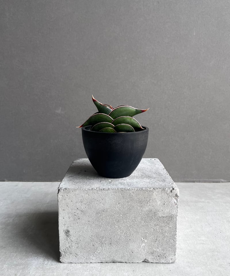 サンセベリア ロリダ 「Sansevieria rorida」35B | SHOUCHIKUEN