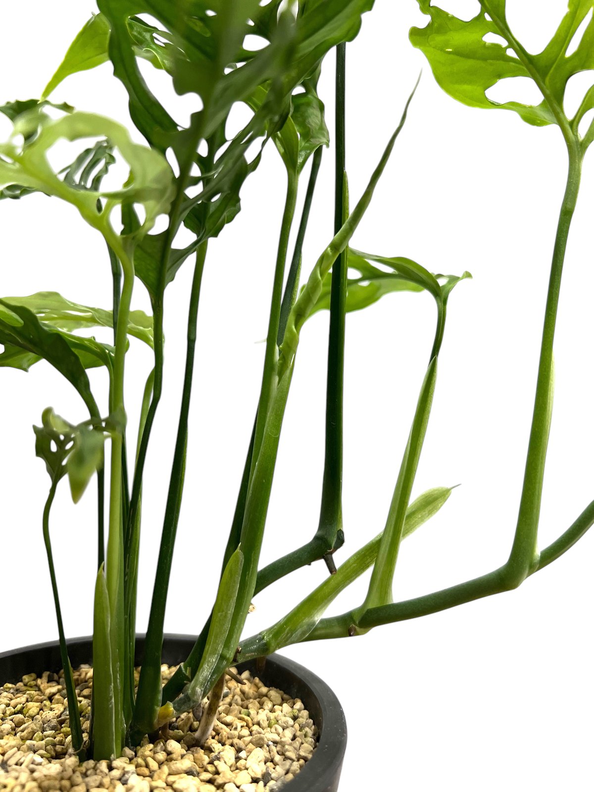 写真現物】モンステラ オブリクア ペルー T23 モンステラ：オブリクア