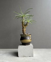 ホヤ クランデスティナ イエロー「Hoya clandestina Yellow」7/18-1