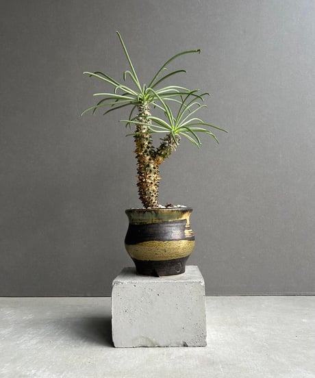 CATEGORY コーデックス(塊根植物) | SHOUCHIKUEN