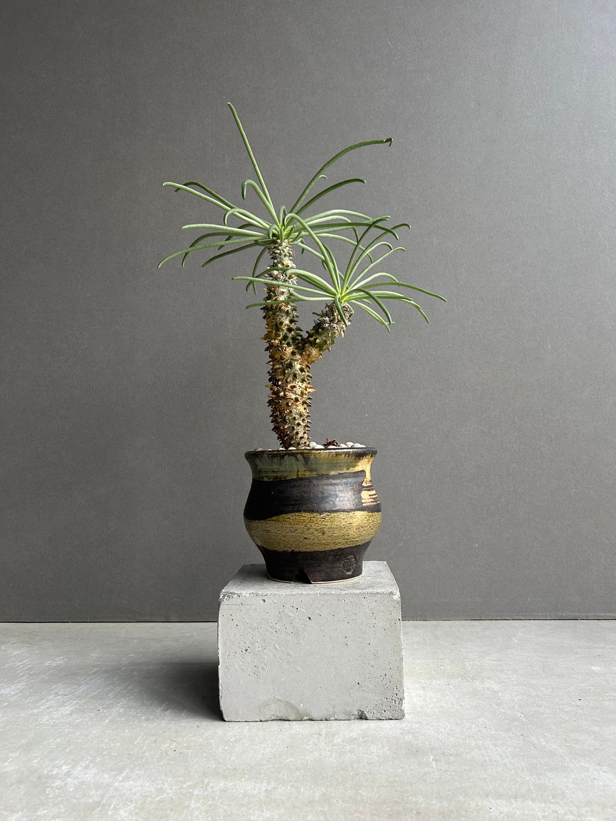 チレコドン ワリチー+ YON-HACHI「Tylecodon wallichii」47L |