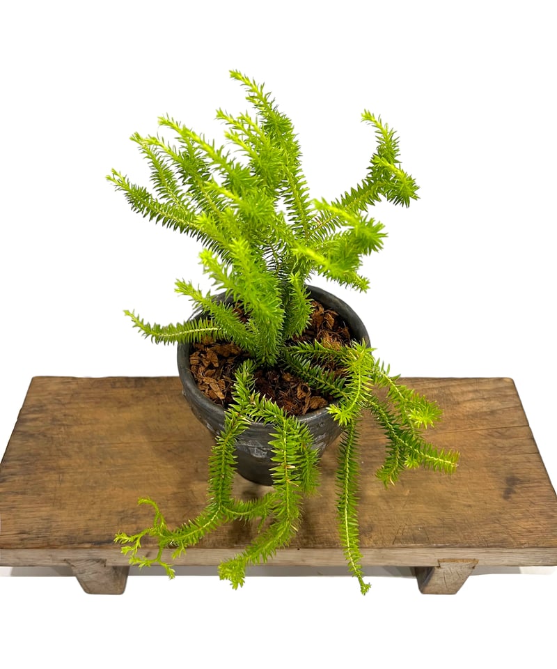 フペルジア sp. (シンソイ) ドワーフ+YON-HACHI 「Huperzia sp.