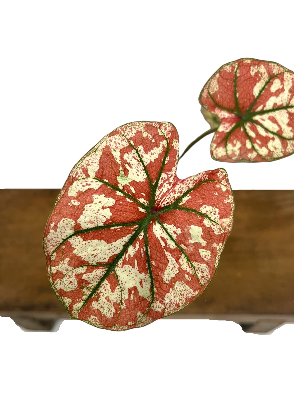 fit=scale-down,w=1200