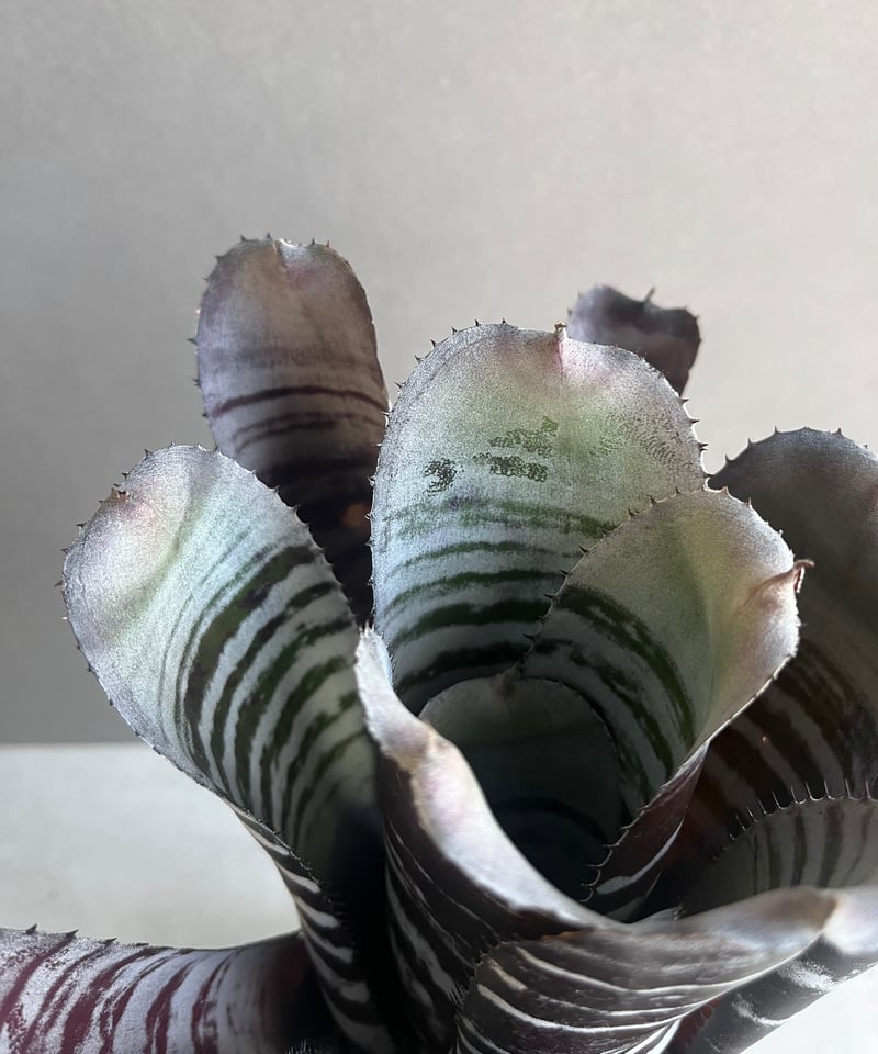 エクメア チャンティニー ブラック セレクト 「Aechmea chantinii Black