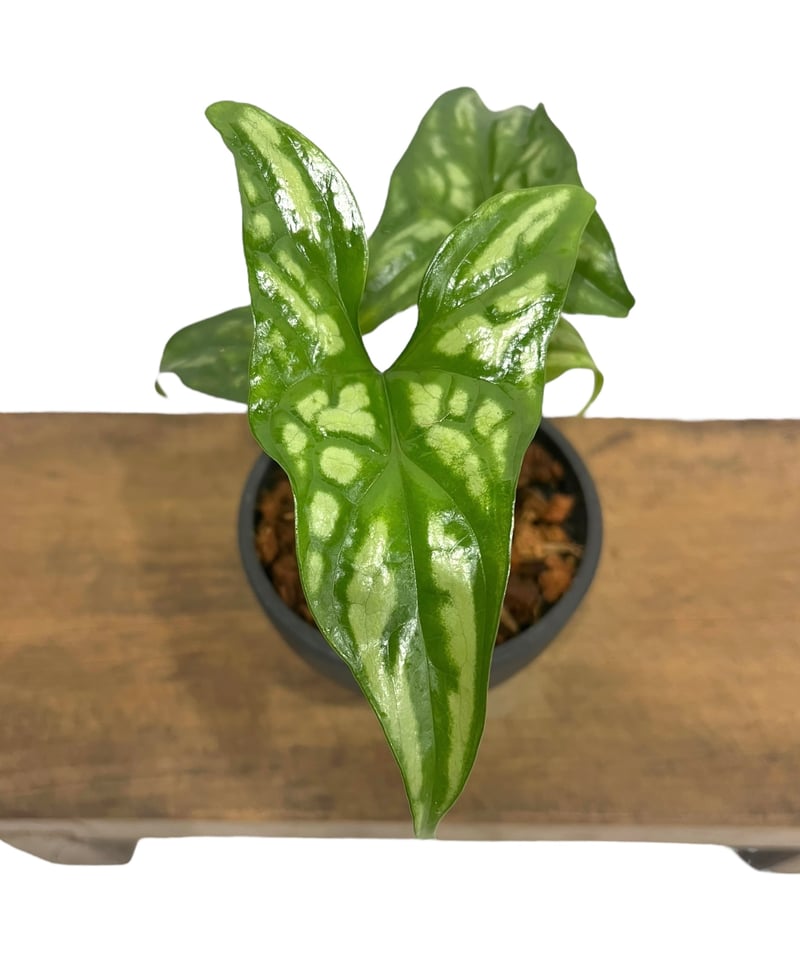 セルセスティス ミラビリス (N.E.Br) ボグナー「 Cercestis mirabili