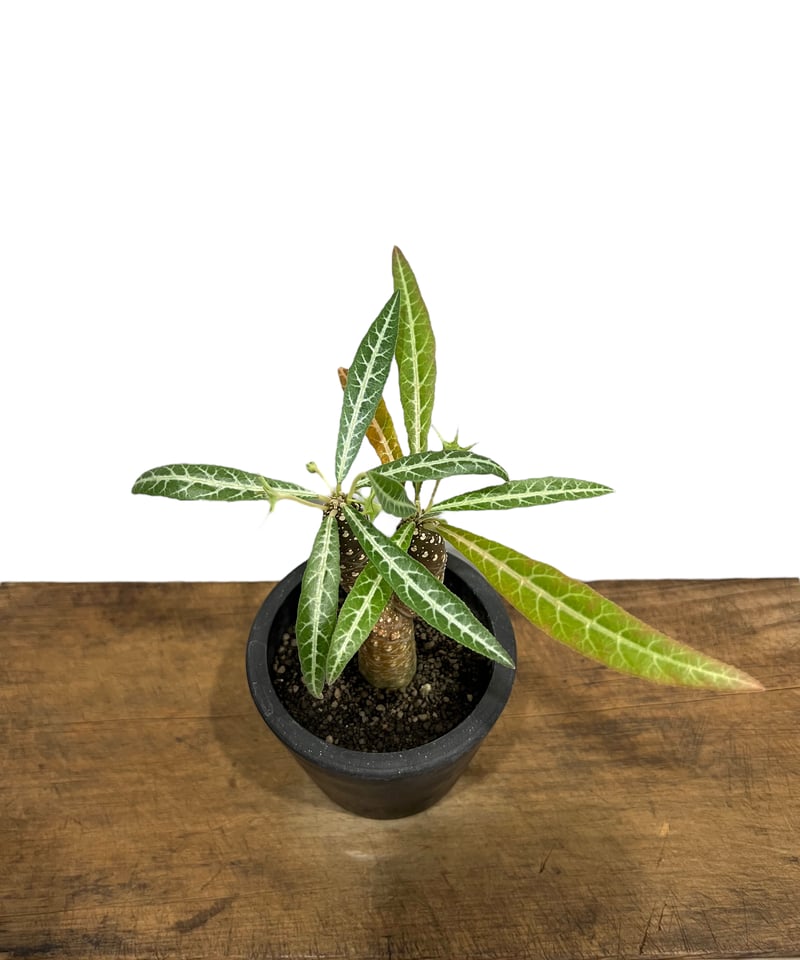 ドルステニア ランキフォリア (実生苗)「 Dorstenia crispa var