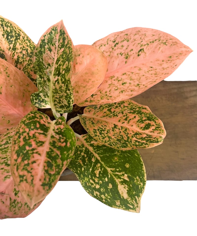 アグラオネマ スターダスト オレンジ+ Masaki Tomabechi (YON-HACHI