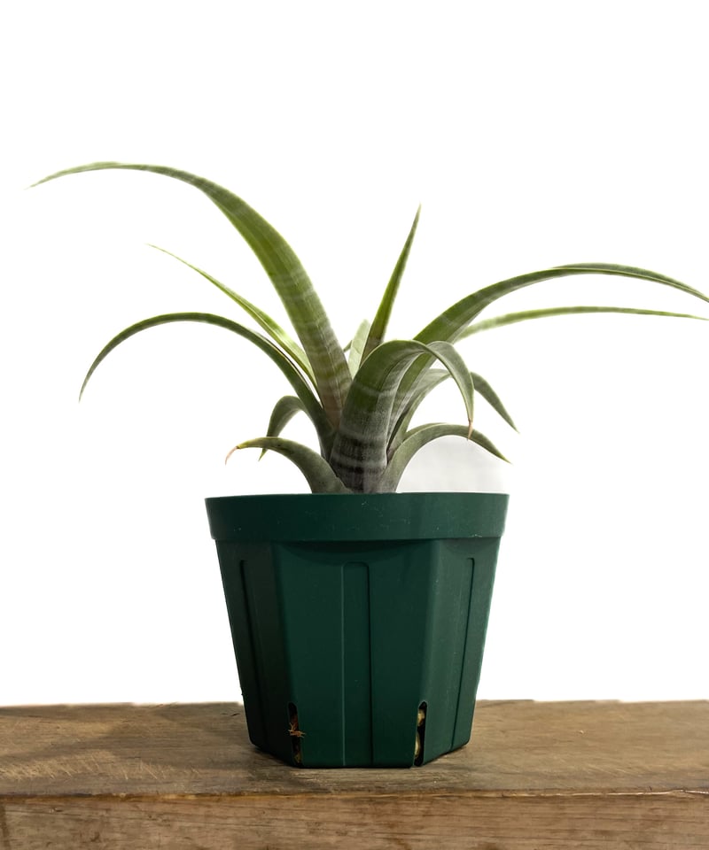 ティランジア ヒルダエ ワイドリーフ「Tillandsia hildae Wide