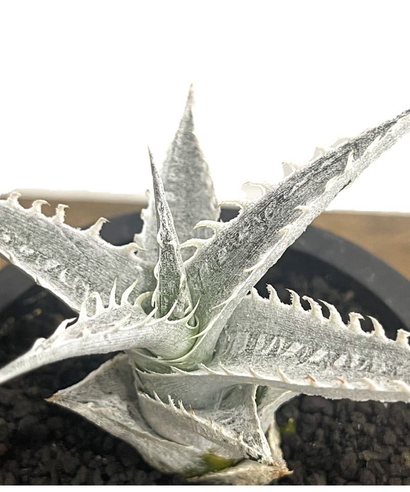 ディッキア Dyckia argentea affinis (mezii) ⑶ ディッキア Dyckia argentea affinis (mezii) ⑶