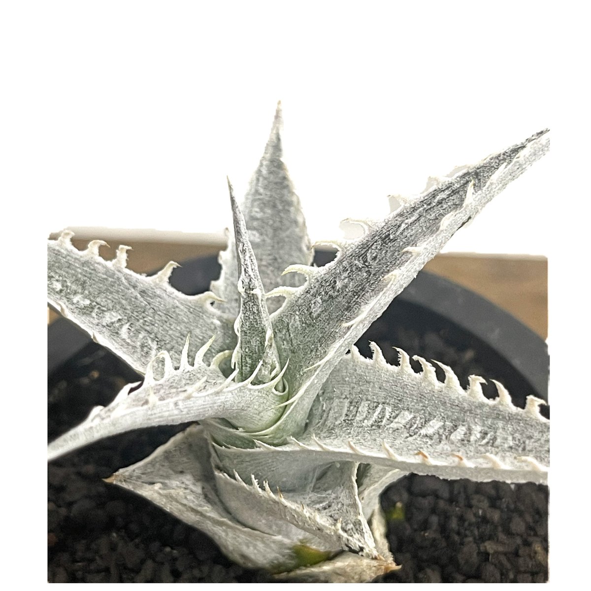ディッキア ハイブリッド 「Dyckia Hybrid」98E-1 | SHOUCHIKUEN