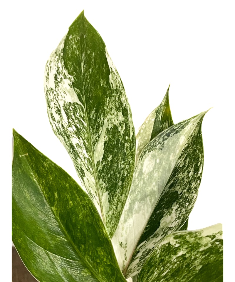 アグラオネマ サイアム ジェイド「Aglaonema Siam Jade」15F-2 | SH