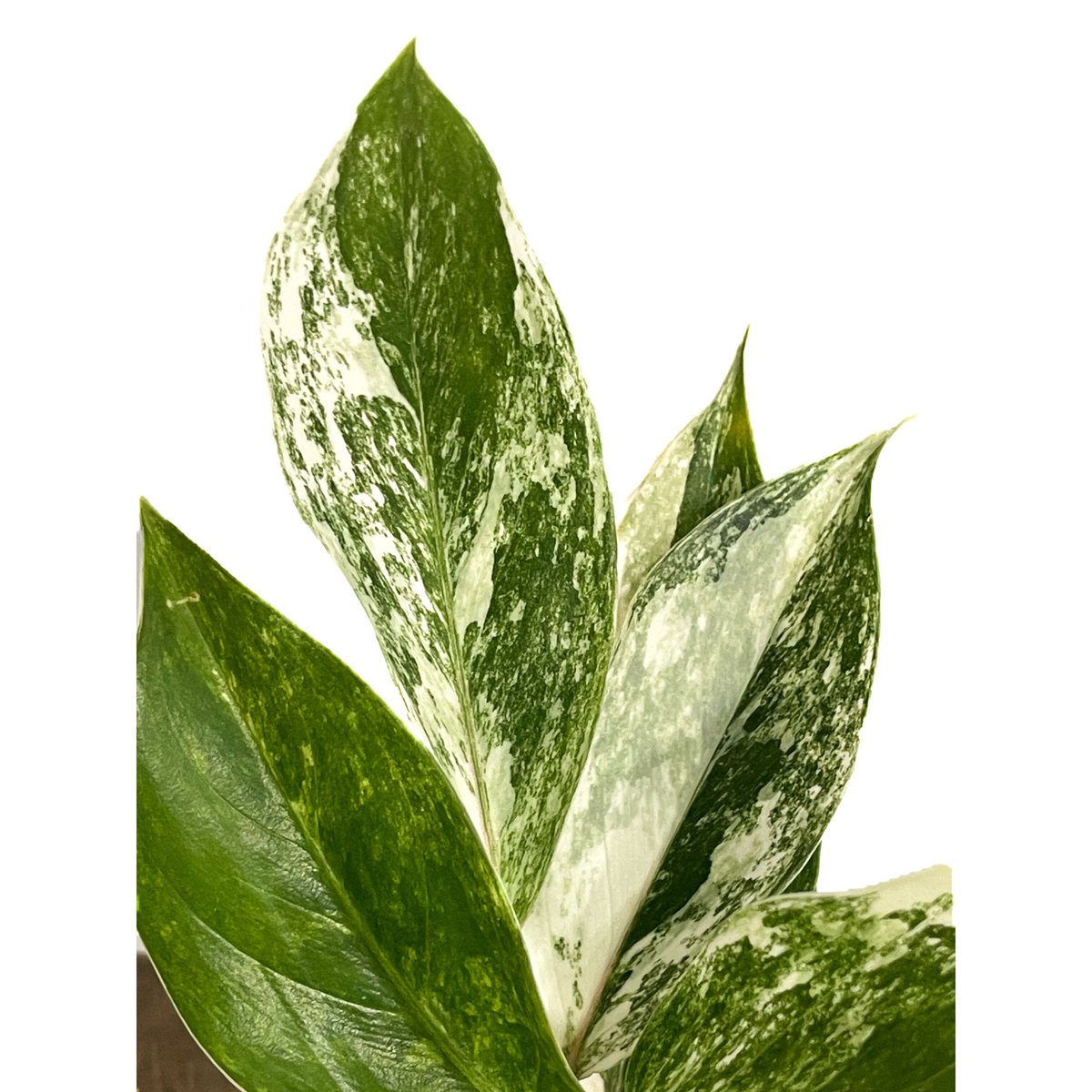 アグラオネマ サイアム ジェイド「Aglaonema Siam Jade」15F-2 | SH