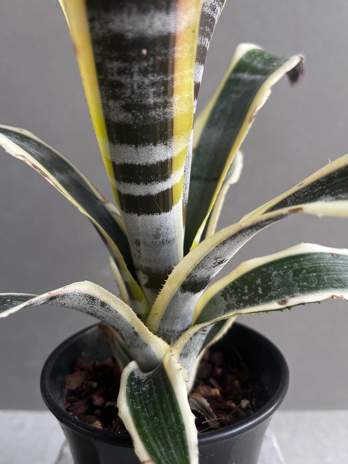 エクメア　オットー エクメア オットー 「Aechmea Otto」40A | SHOUCHIKUEN