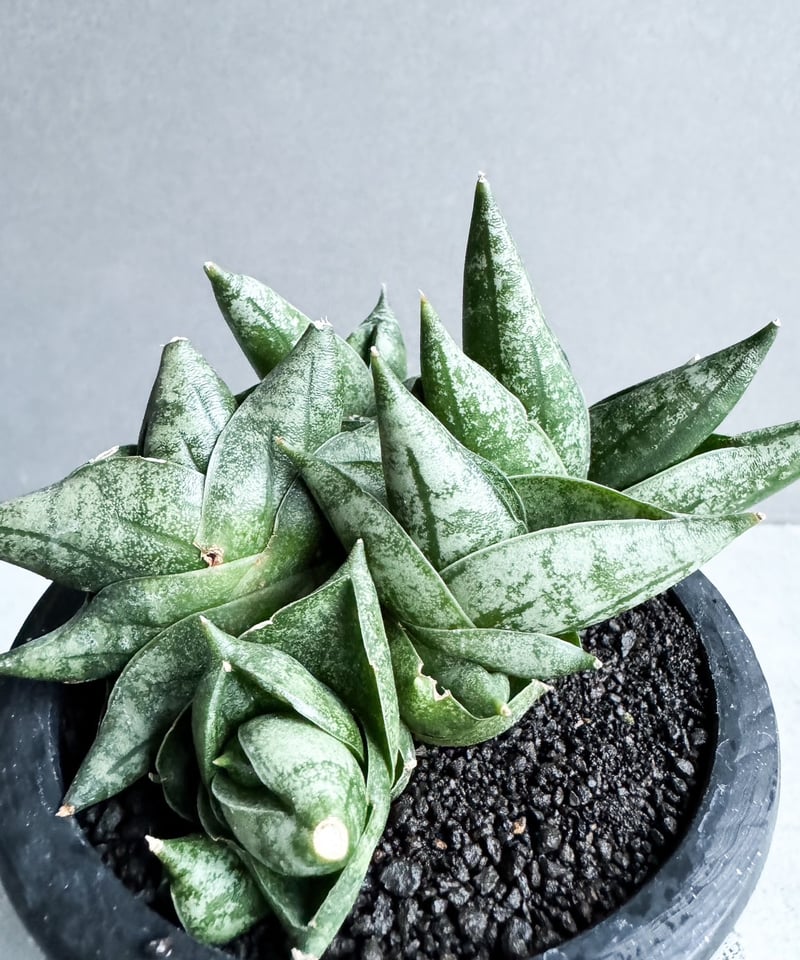 サンセベリア ボンセレンシス スーパー ドワーフ 「Sansevieria