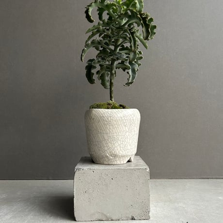 カランコエ | STORES