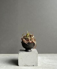 アロカシア ホーリー グレイル “ドワーフ”「Alocasia Holy Grail “ Dw